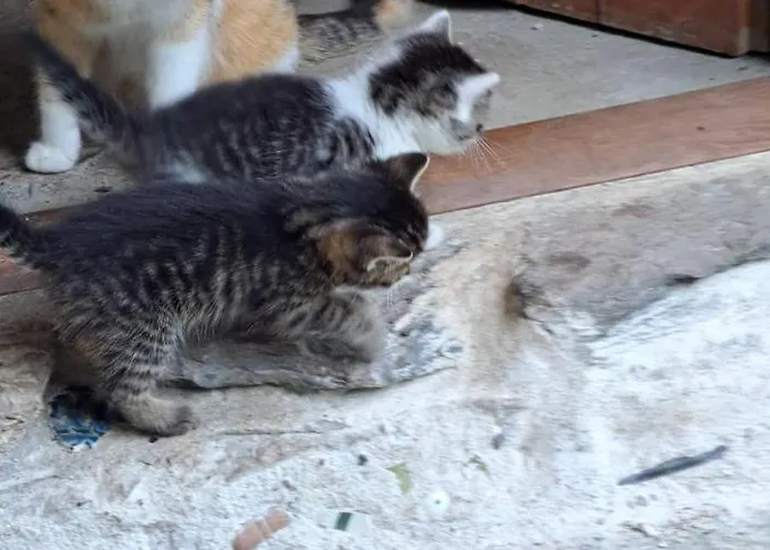 Radja Hobit Alloggio in famiglia *